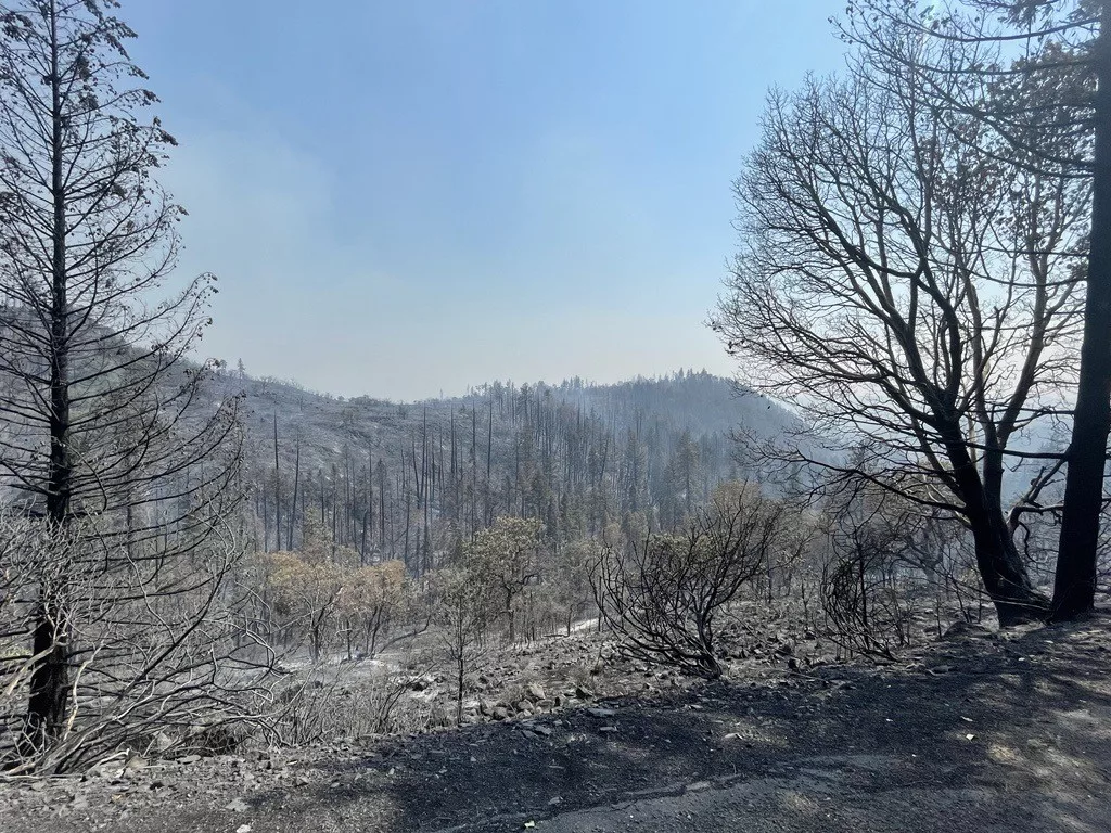 Burned landscape left by the Salt Creek Fire