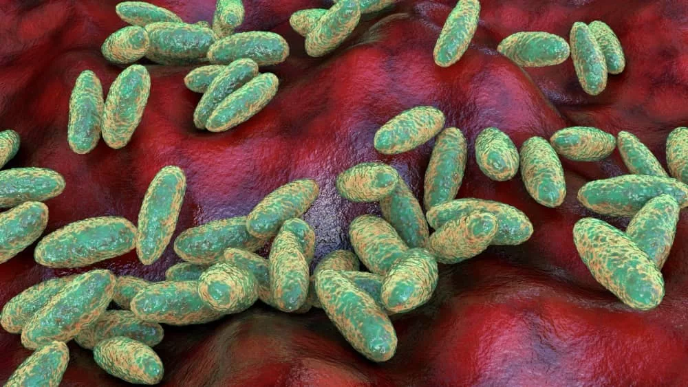 Plague bacteria Yersinia pestis^ scientifically accurate 3D illustration