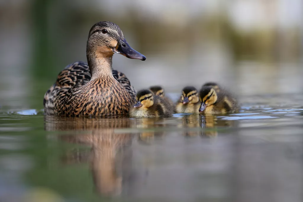 A brown duck with five ducklings