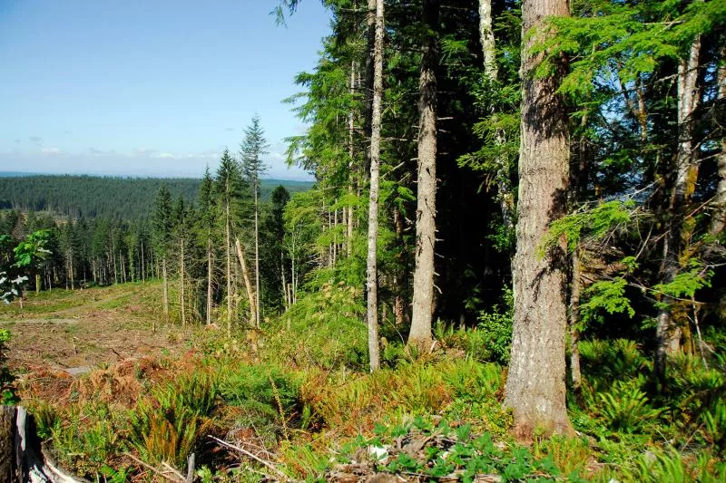 private-forest-nw-oregon
