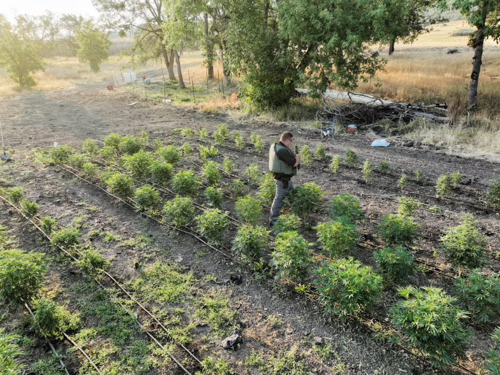 An officer walks among rows of illegal marijuana plants