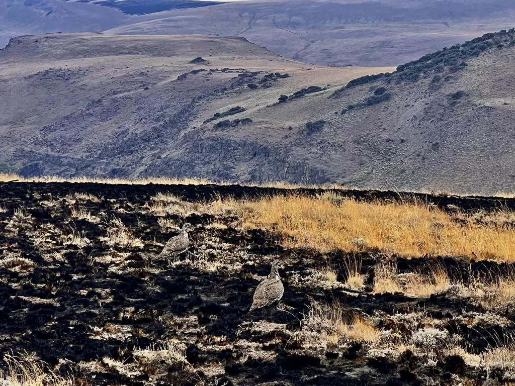 Two Sage Grouse checking out the burned area from the Warner Peak Fire