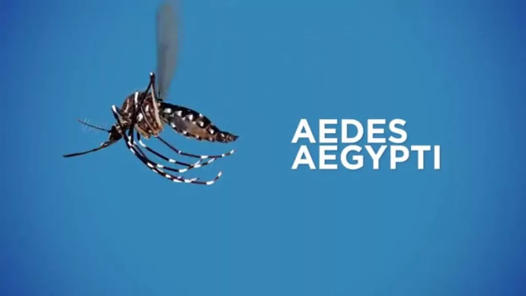 An Aedes Aegypti mosquito