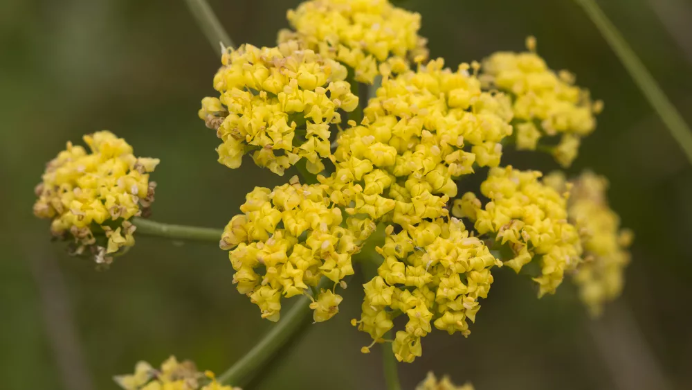 Bradshaws Desert Parsley