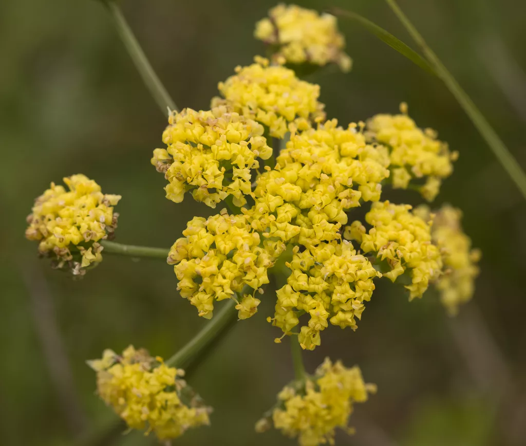 Bradshaws Desert Parsley