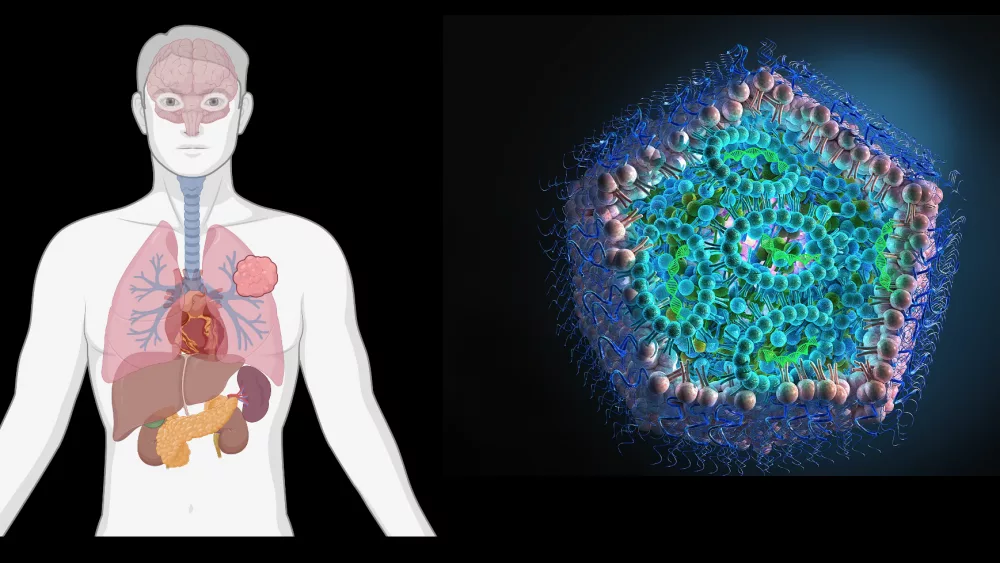 OSU's Gaurav Sahay and collaborators have named their three-year, DARPA-funded project TALARIA, short for tailored, adaptive lipid nanoparticles for aerosolization and intramuscular administration. Pictured are one of the nanoparticles and regions of the body the nanoparticles might need to reach to deliver their genetic cargo.