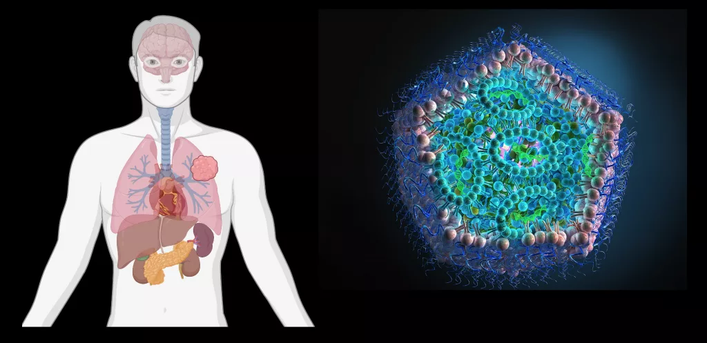 OSU's Gaurav Sahay and collaborators have named their three-year, DARPA-funded project TALARIA, short for tailored, adaptive lipid nanoparticles for aerosolization and intramuscular administration. Pictured are one of the nanoparticles and regions of the body the nanoparticles might need to reach to deliver their genetic cargo.