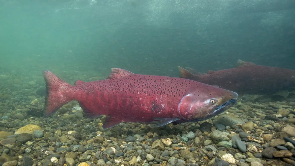 Chinook Salmon