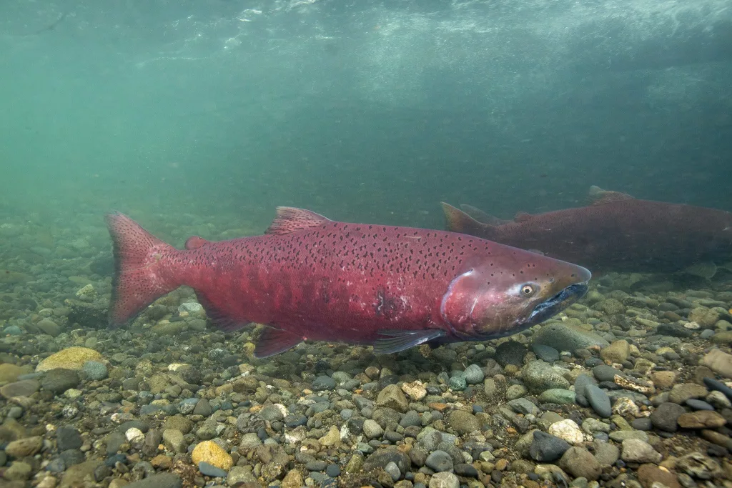 Chinook Salmon