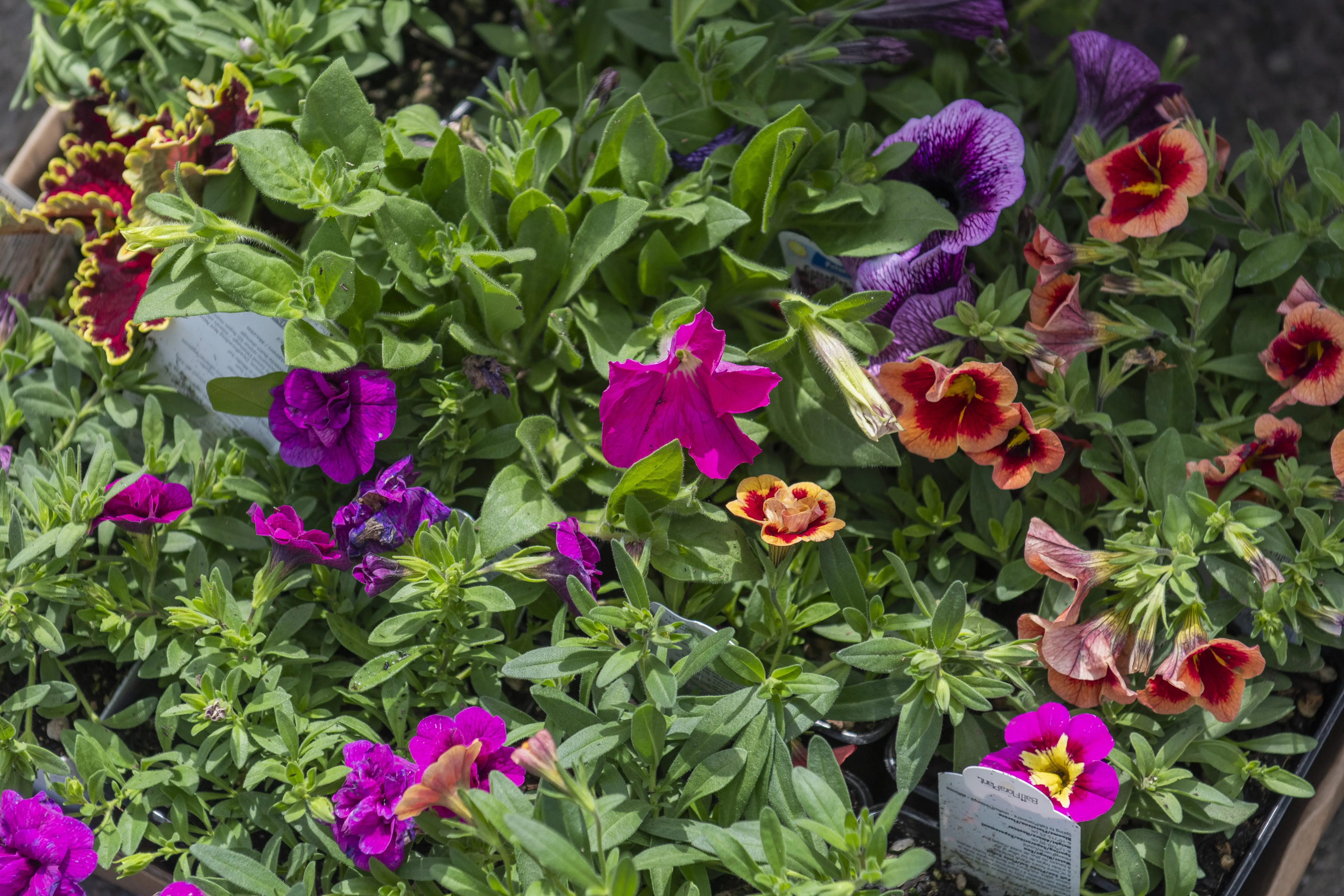 05032025ay_mgplantsale-36-pdf