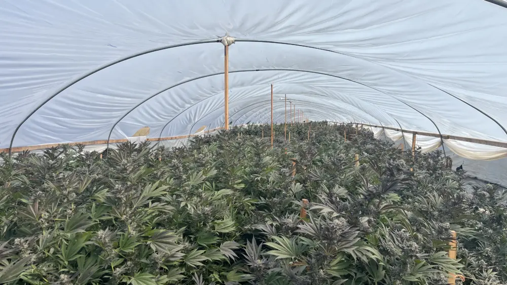 marijuanaplantsseized