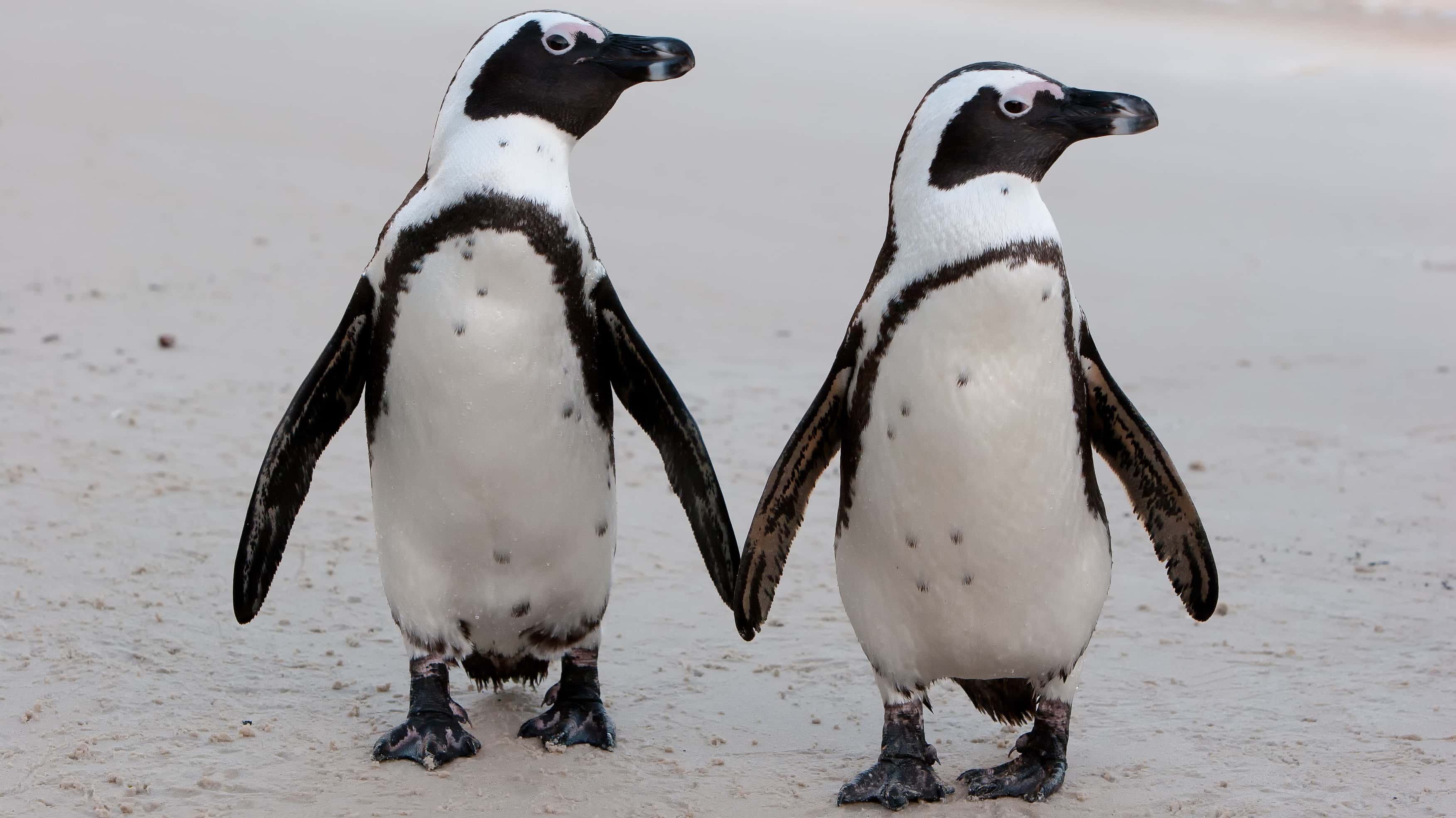 african penguins endangered