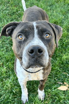 Black, brown and white terrier