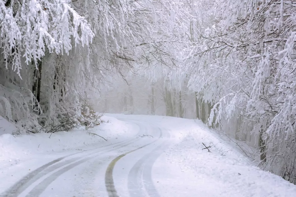 Tree lined road covered in snow with tire tracks