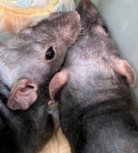 Two grey rats cuddling at the humane society