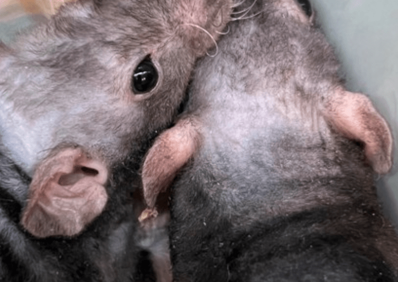 Two grey rats cuddling at the humane society