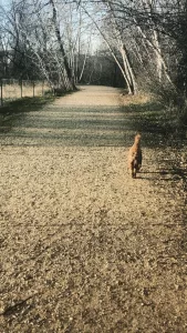 Dirt walking trail with a dog trotting along the pathway