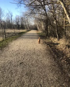 Brown mid-sized dog running on a trail