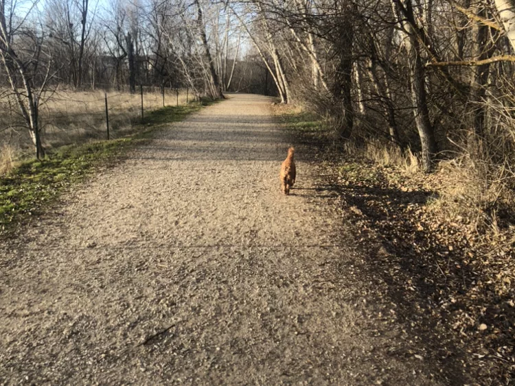 Brown mid-sized dog running on a trail