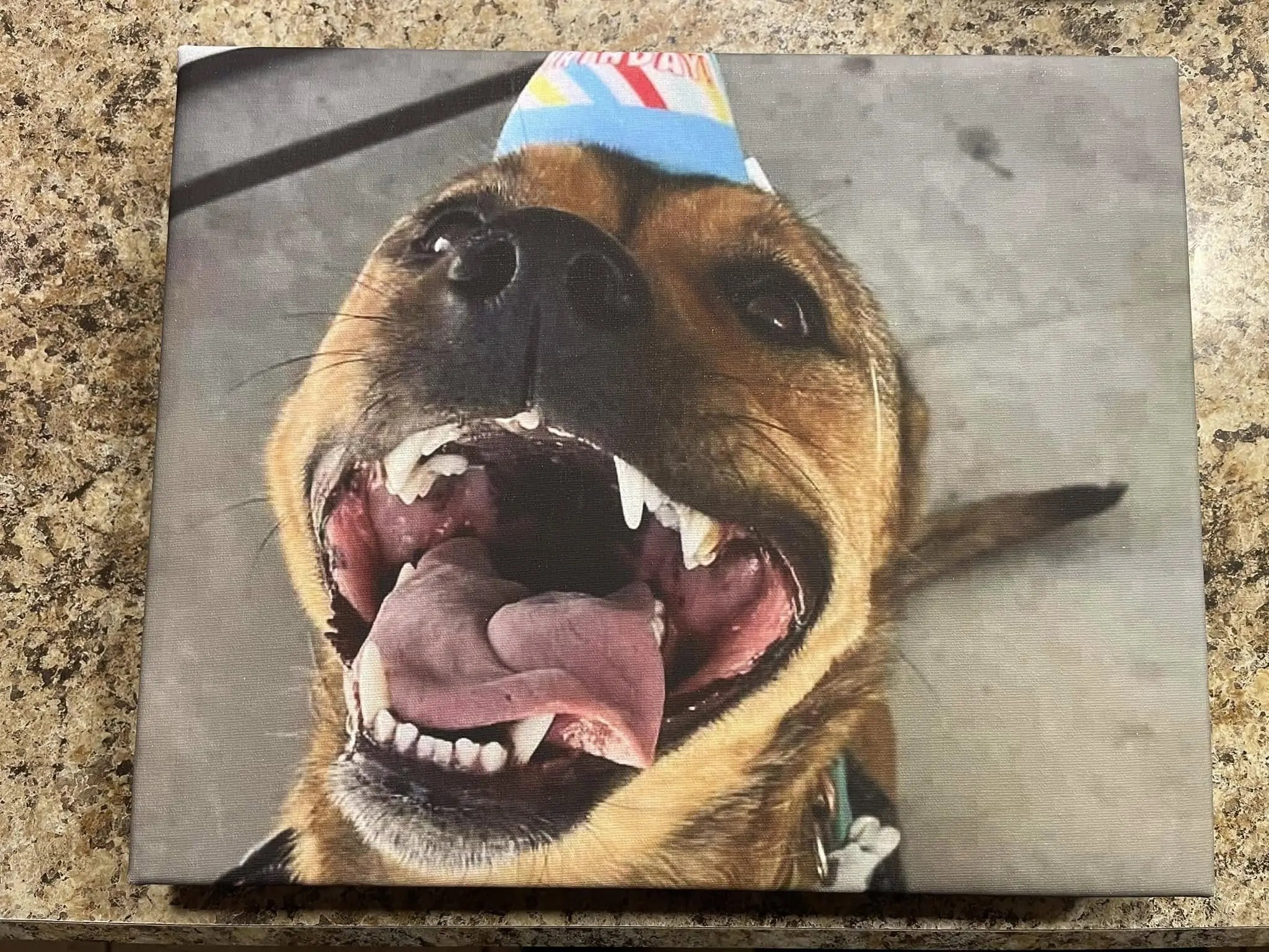Kona. A very good dog!