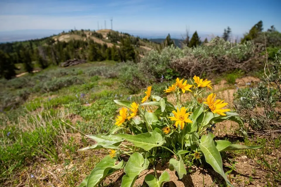 WILDFLOWERS