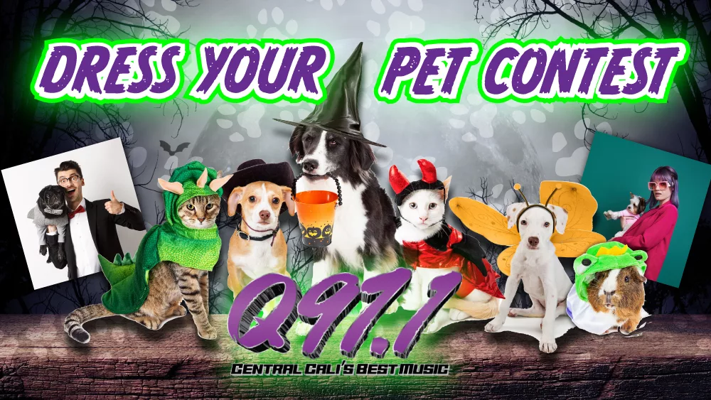 Dress your pet