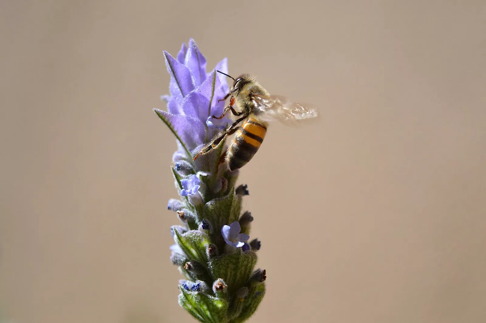 bee_on_lavander_flower