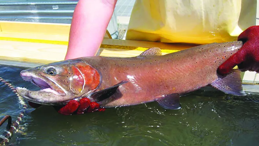 lahontan_cutthroat_trout-3