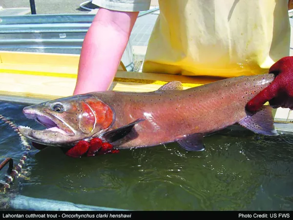 lahontan_cutthroat_trout-3