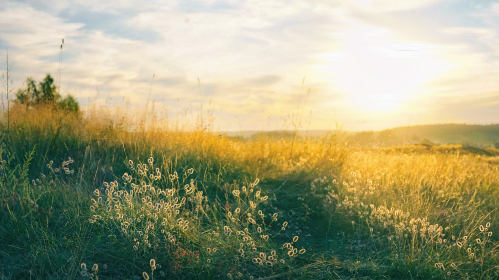 beautifulnaturalpanoramiccountrysidelandscape-bloomingwildhighgrassin-2