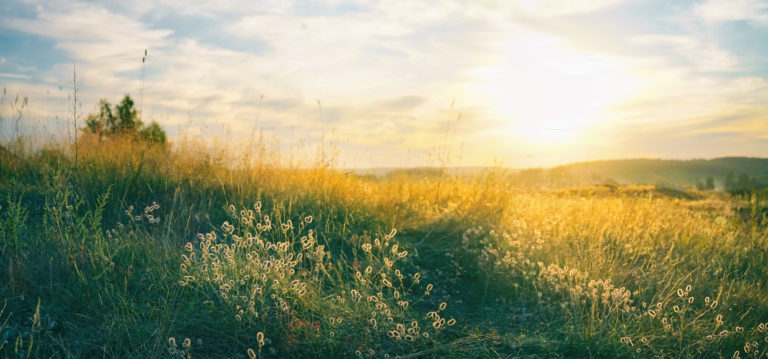 beautifulnaturalpanoramiccountrysidelandscape-bloomingwildhighgrassin-2