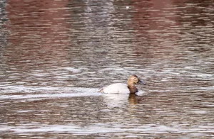 canvasback_female_fgallo-1-of-1