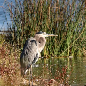 great_blue_heron_fgallo-1-of-1