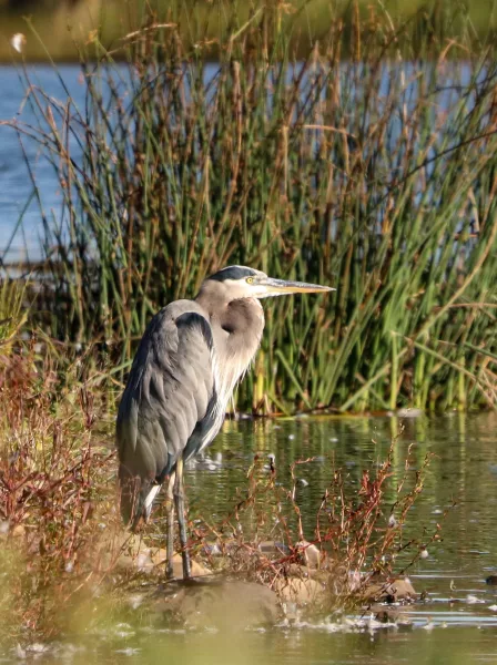 great_blue_heron_fgallo-1-of-1