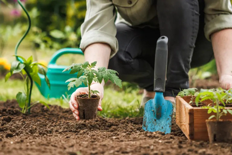 gardenerplantingseedlingoftomatoplantinbiodegradablepeatpot