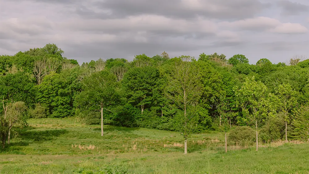rain-garden-workshop