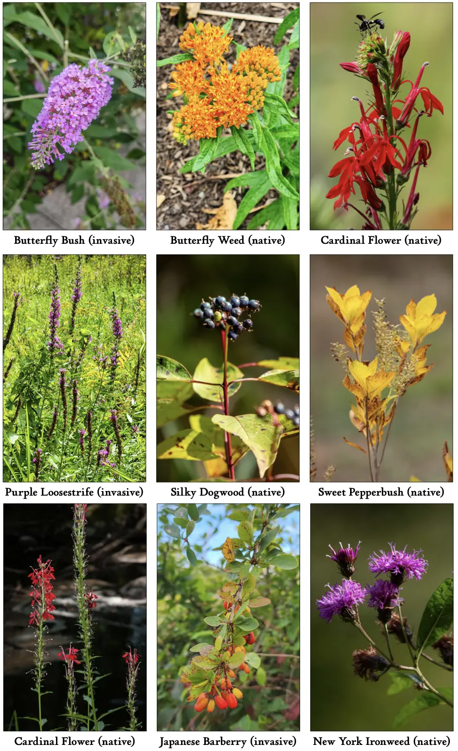 Why Natives? The Incredible Value in Native Gardening - New Canaan