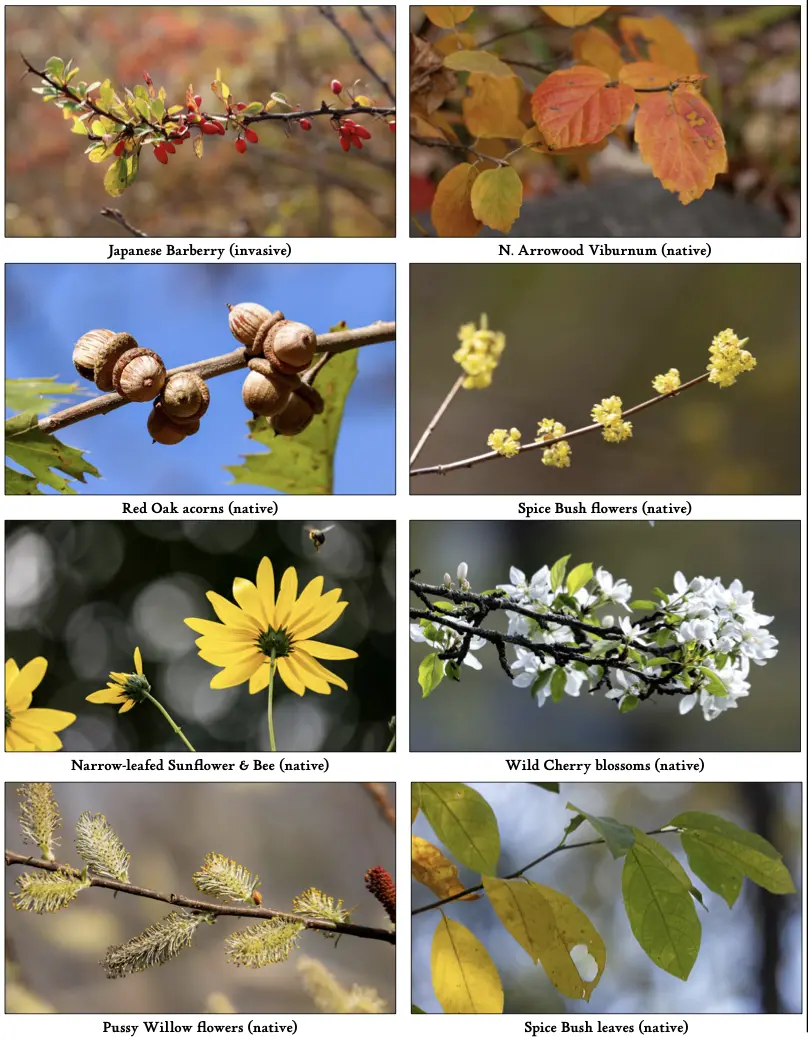 Why Natives? The Incredible Value in Native Gardening - New Canaan