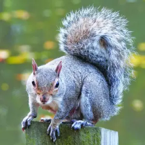 agreysquirrelwithabushytailperchingona