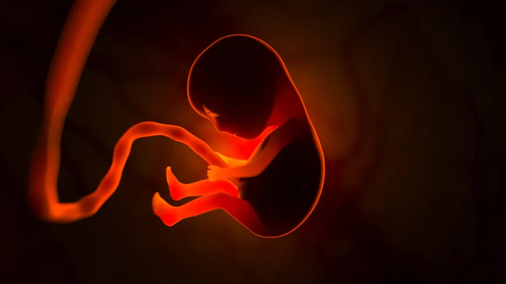 A human embryo / Envato