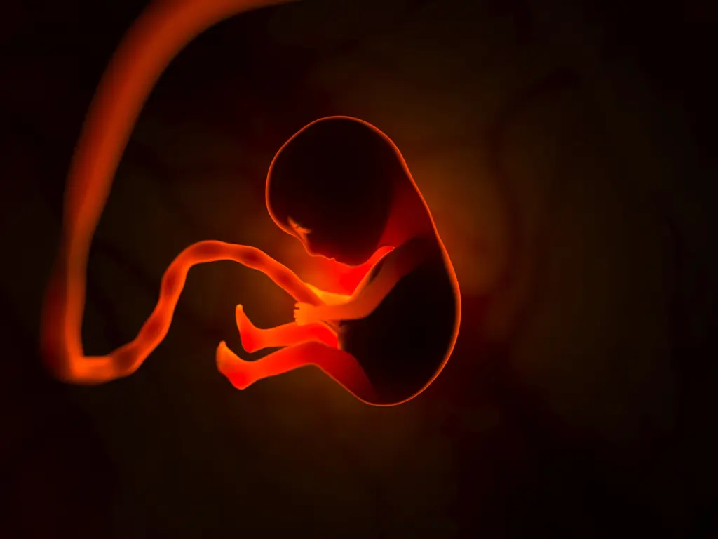 A human embryo / Envato