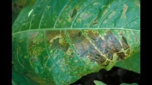 angular-leaf-spot