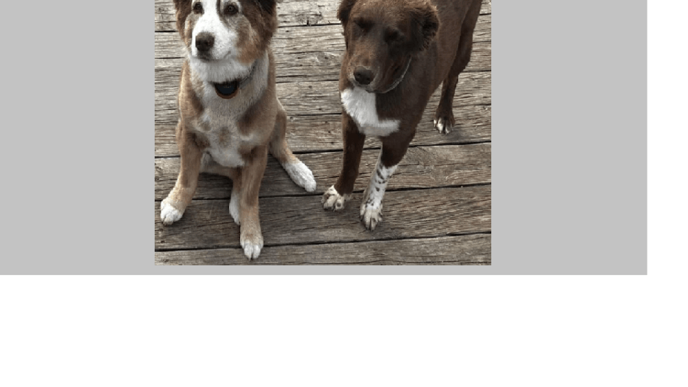2-lost-dogs-png