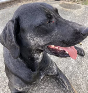 missing-lab-png