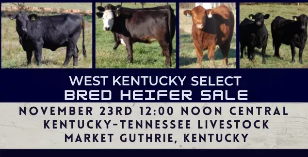 spring-heifer-sale-1124-png-3