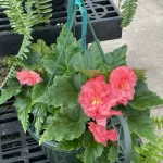 2025-tcchs-greenhouse-13