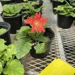 2025-tcchs-greenhouse-20