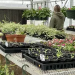 2025-tcchs-greenhouse-22