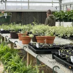 2025-tcchs-greenhouse-23