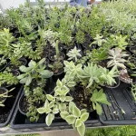 2025-tcchs-greenhouse-24